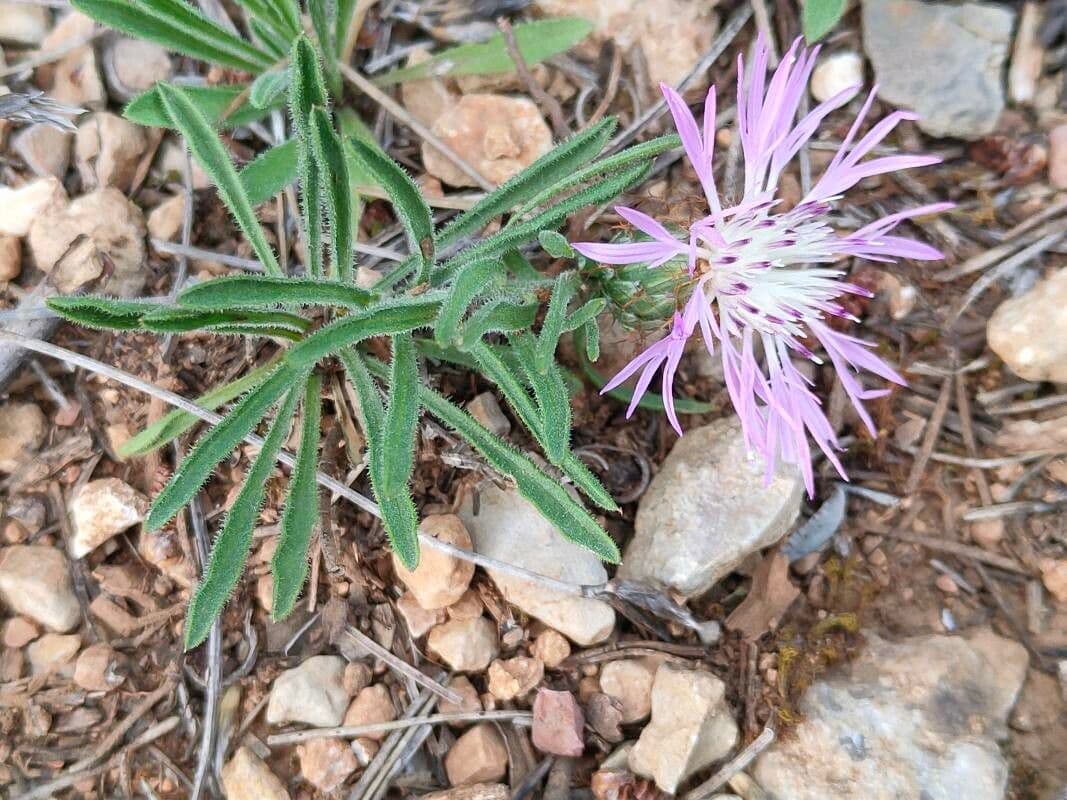Leinblättrige Flockenblume
