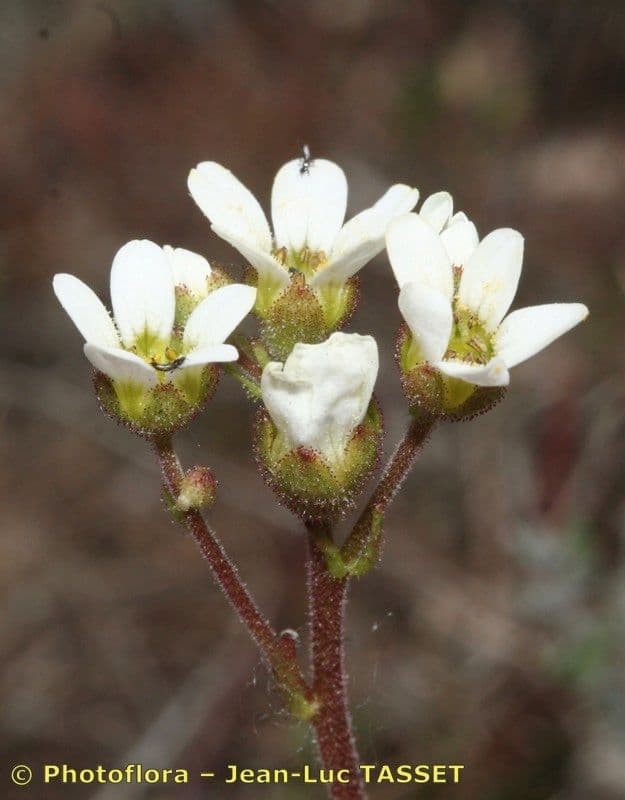 Steinbrech 4