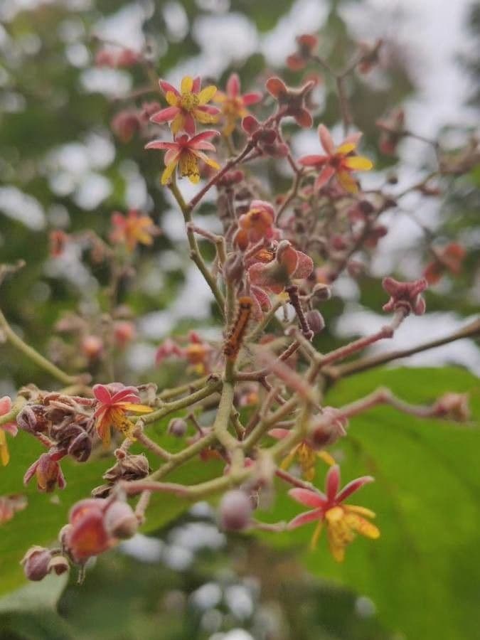 Sterculia