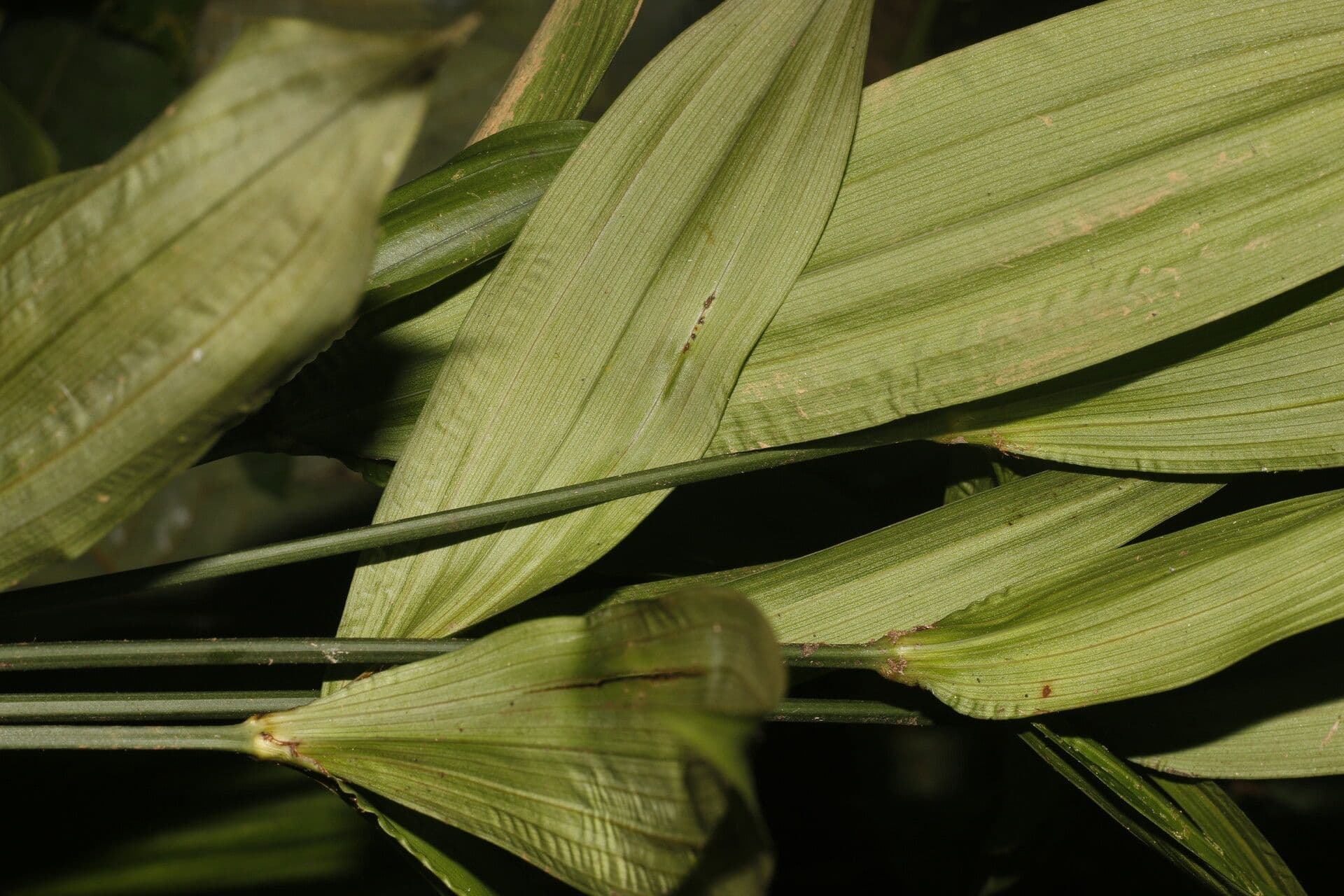 Mapania 2