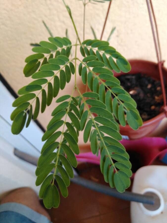 Leucaena 17