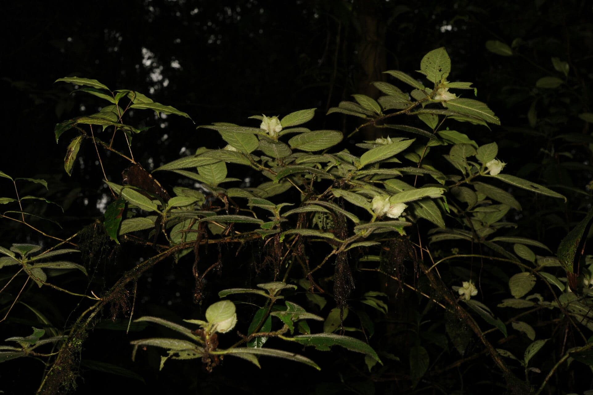 Drymonia pelosa 11
