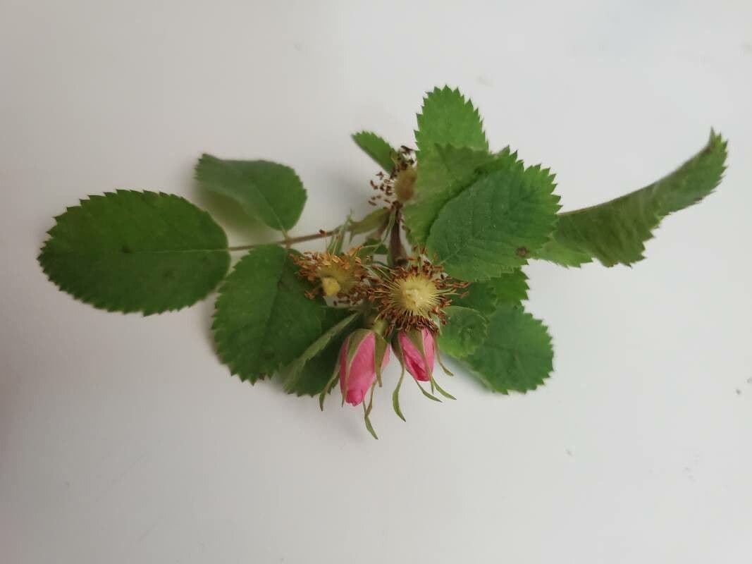 Rosa californiana 8
