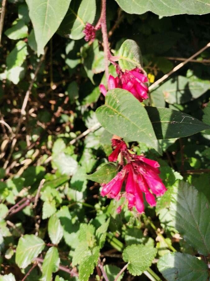 Cestrum elegante 7