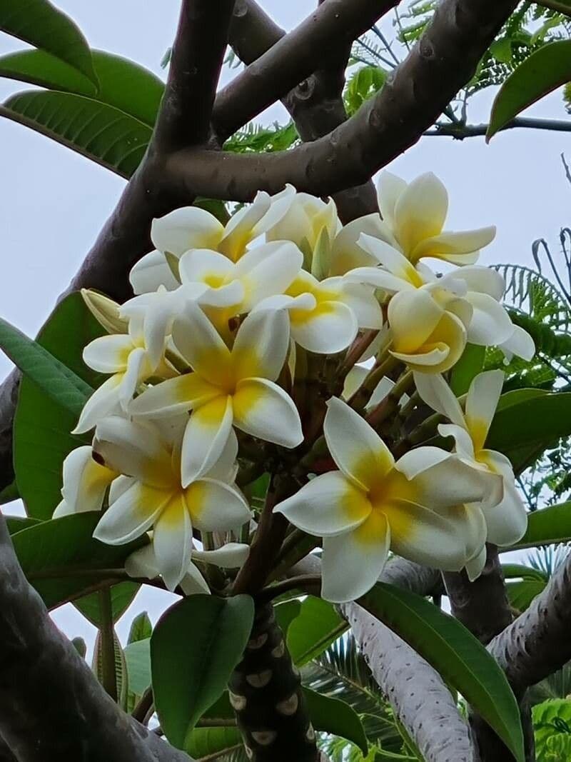 Algodoncillo blanco 4