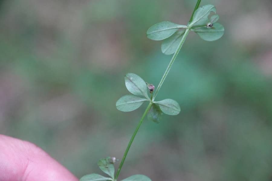 Caglio palustre 16