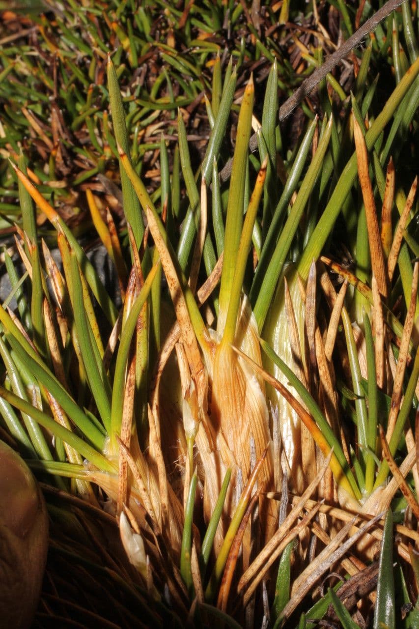 Oxychloe andina 14