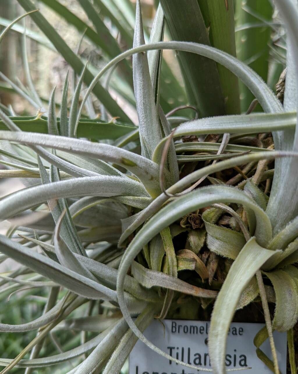 Tillandsia 9