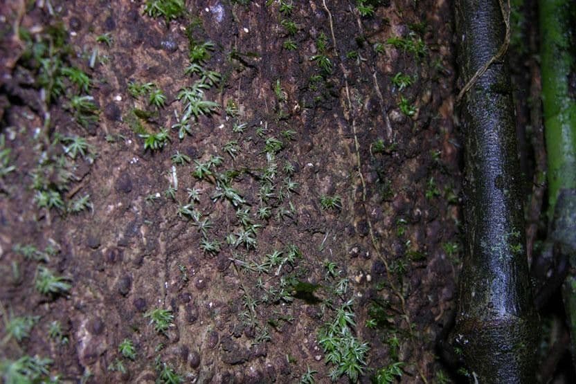 Dalbergia 7
