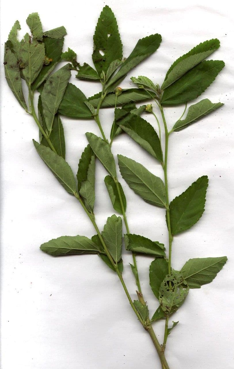 Rautenblättrige Sida 28