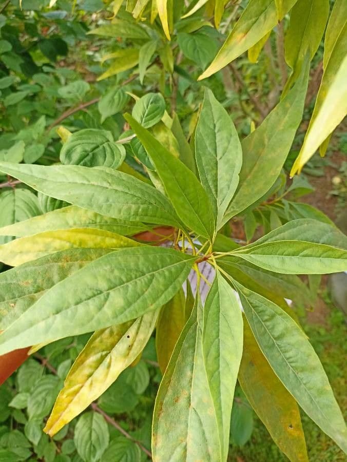 Lindera erythrocarpa 10