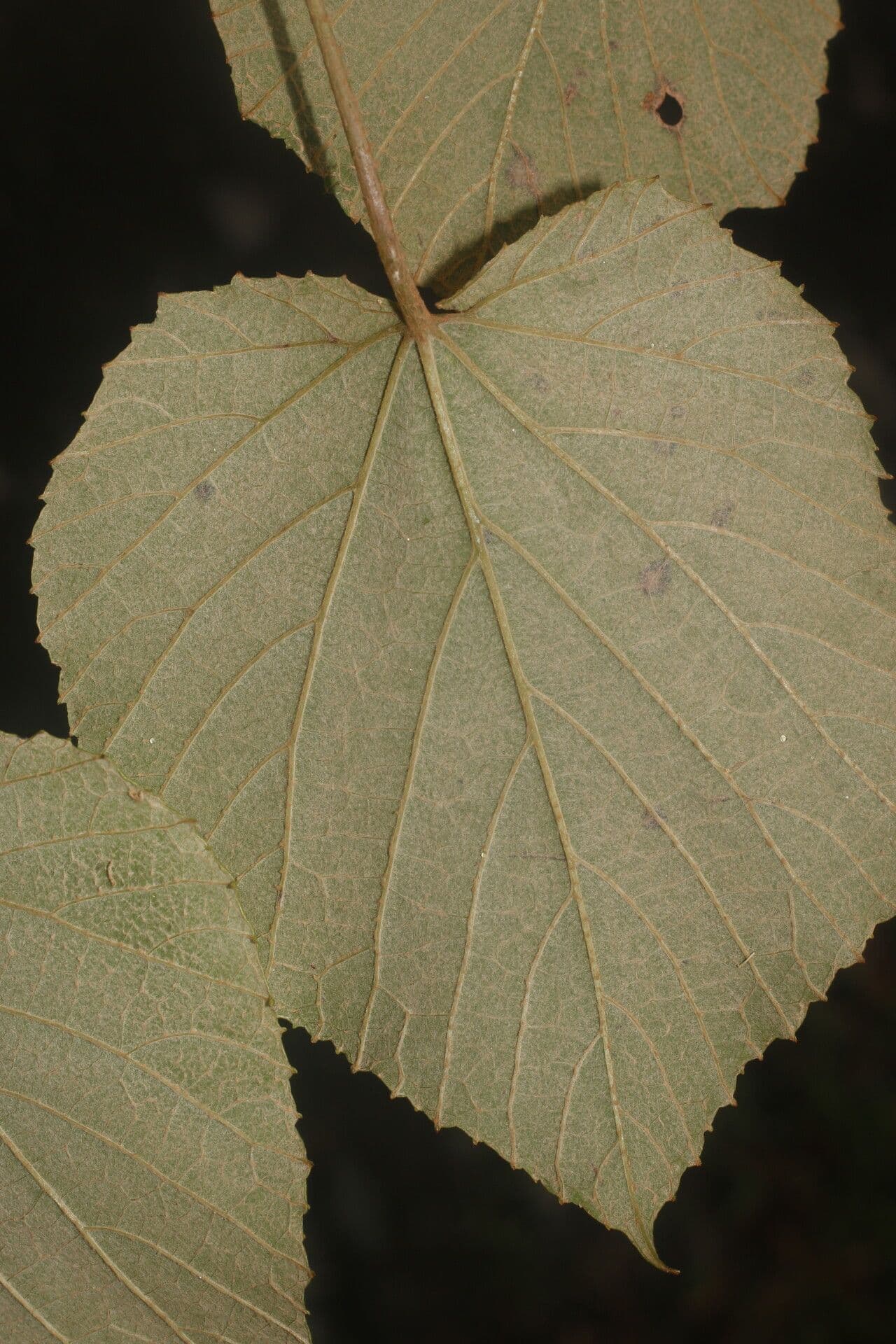 Vitis tiliifolia