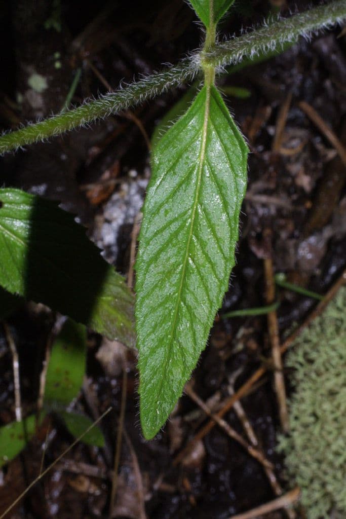 Blephilia ciliata 15