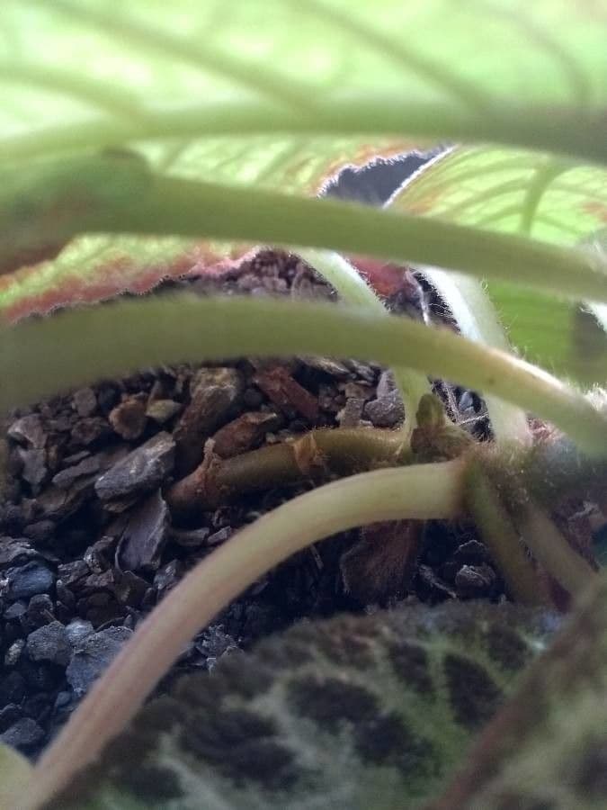 Episcia cupreata 16