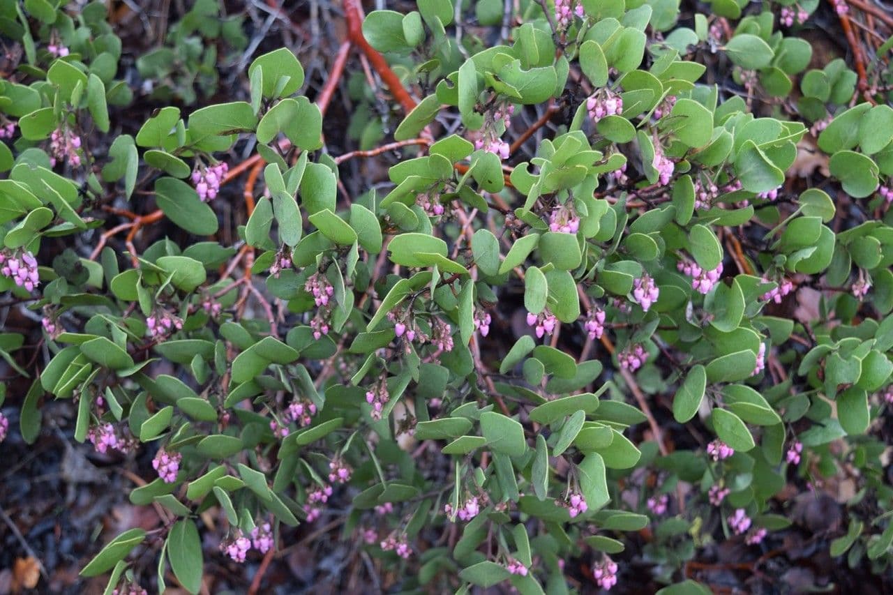 Manzanita 11