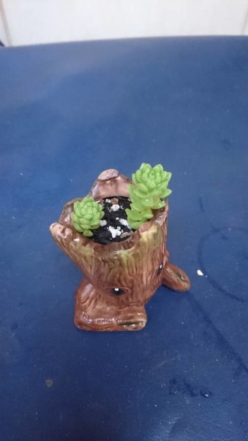 Borracina 5