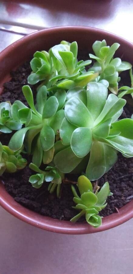 Orostachys malacophylla