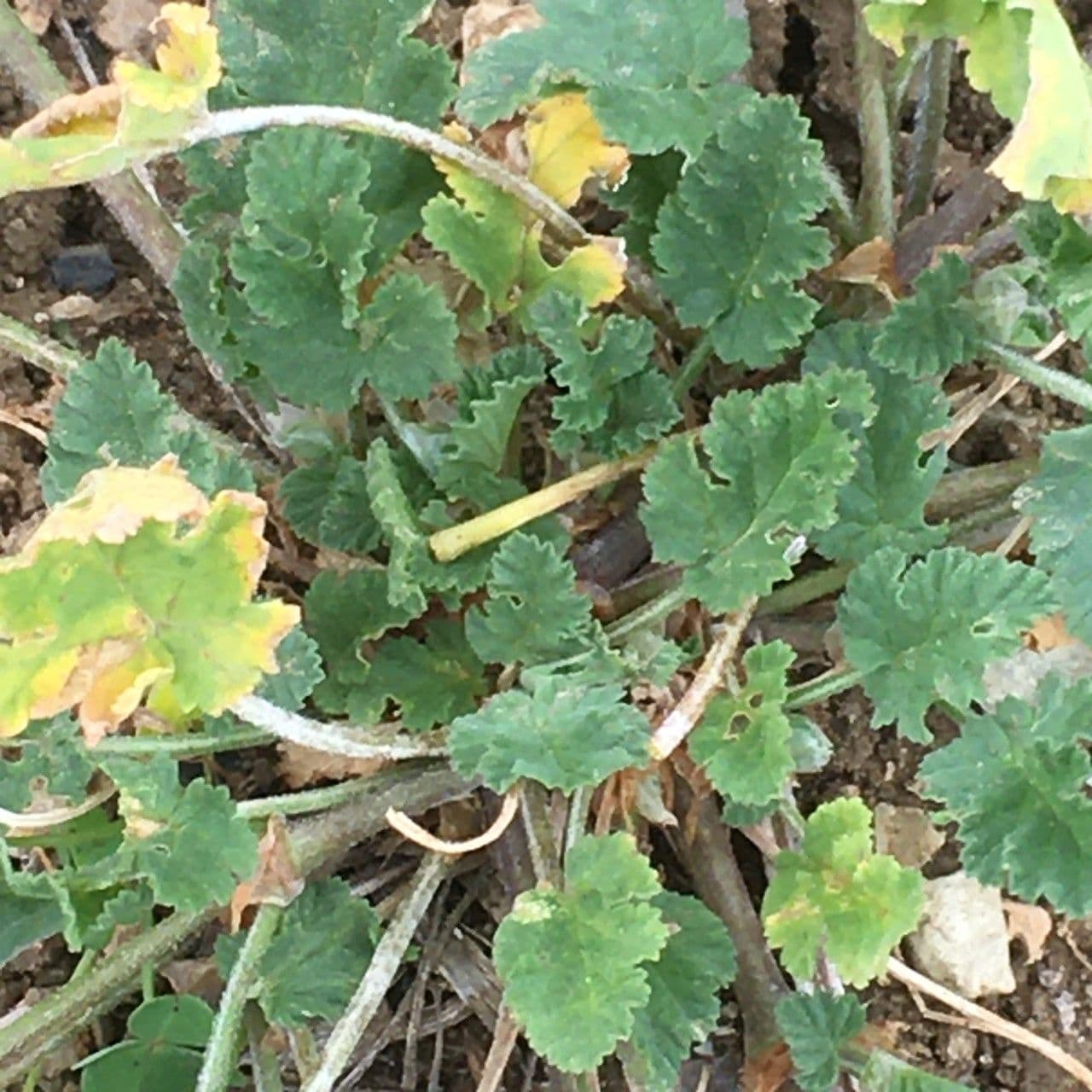 Erodium aethiopicum 17