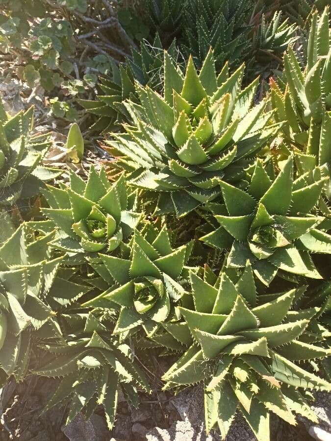 Kurzblättrige Aloe 10