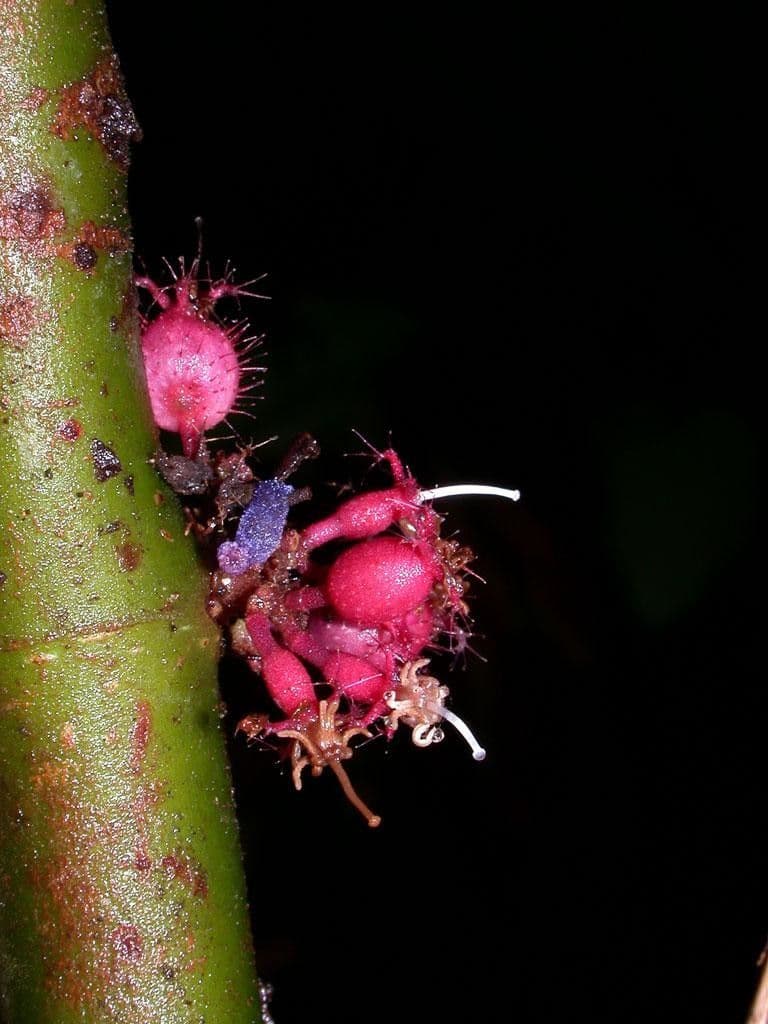 Miconia 4