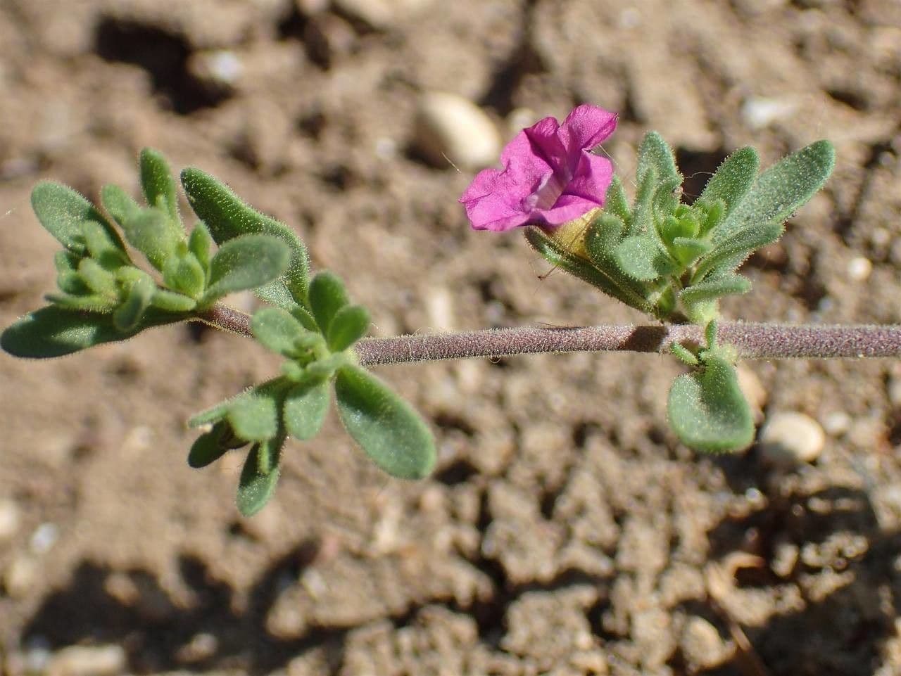 Kleinblütige Kalibrachoa 20