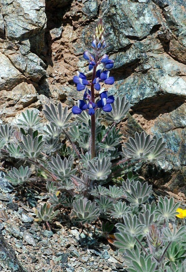 Schau-Lupine 5