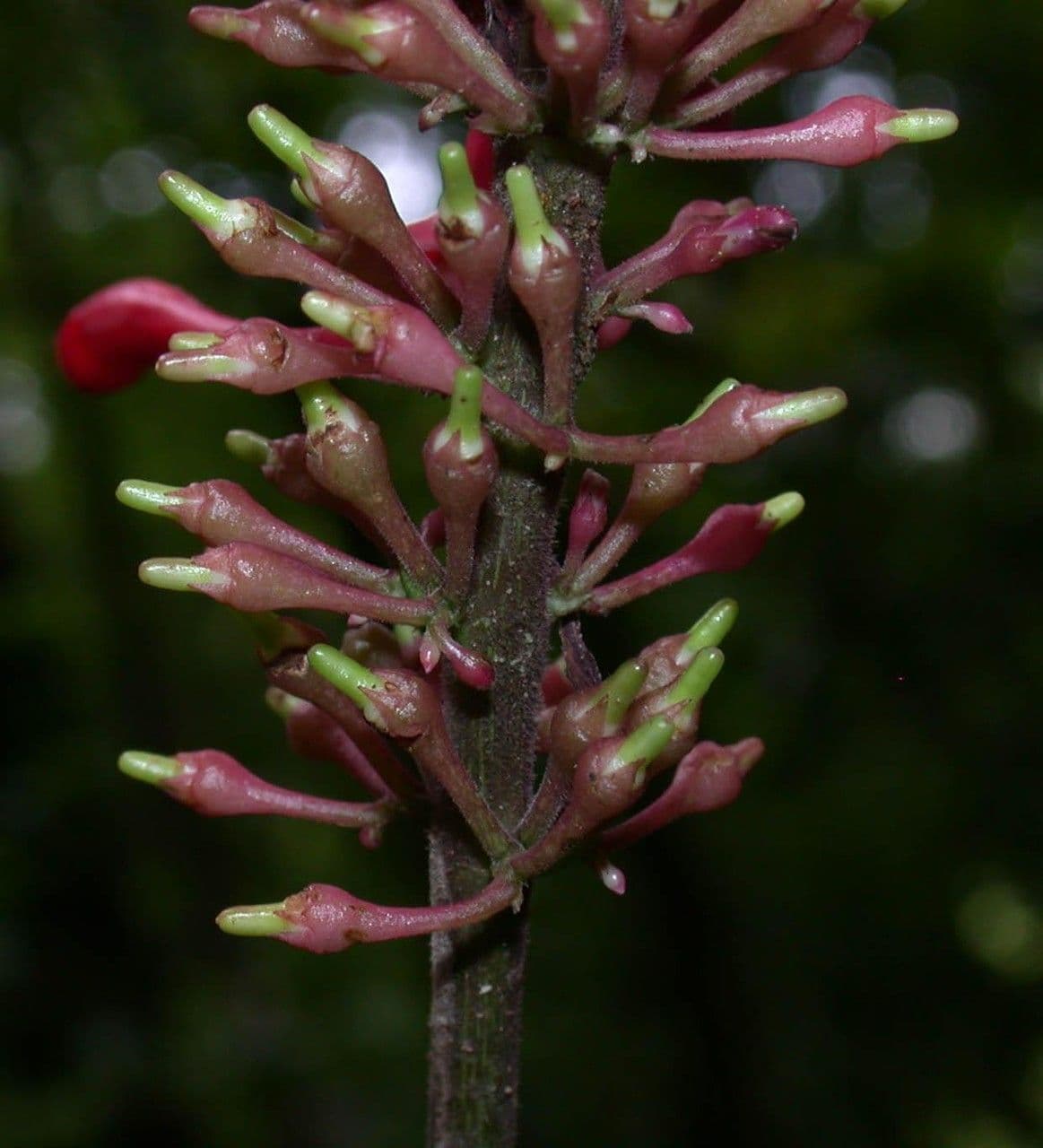 Odontonema 2