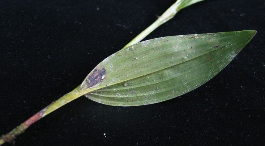 Sobralia 6