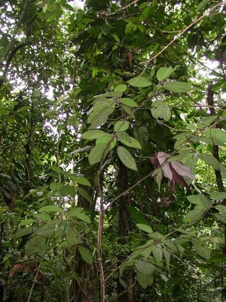 Miconia 4