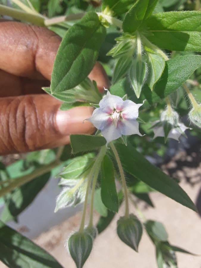 Trichodesma 5