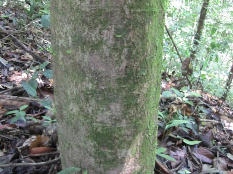 Schefflera 9