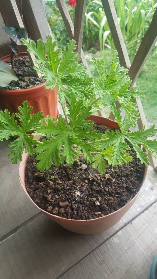 Citronella 9