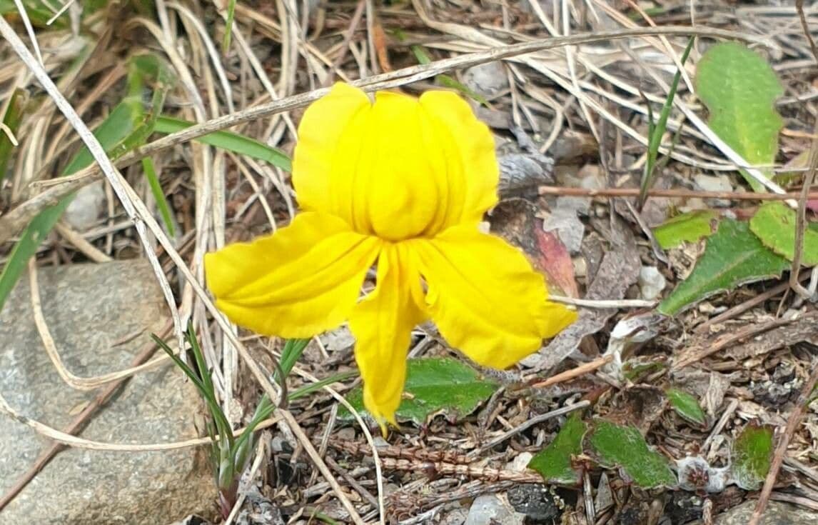 Goodenia pinnatifida 3