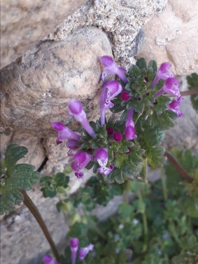 Lamio 7