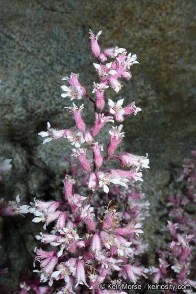 Campanella di corallo