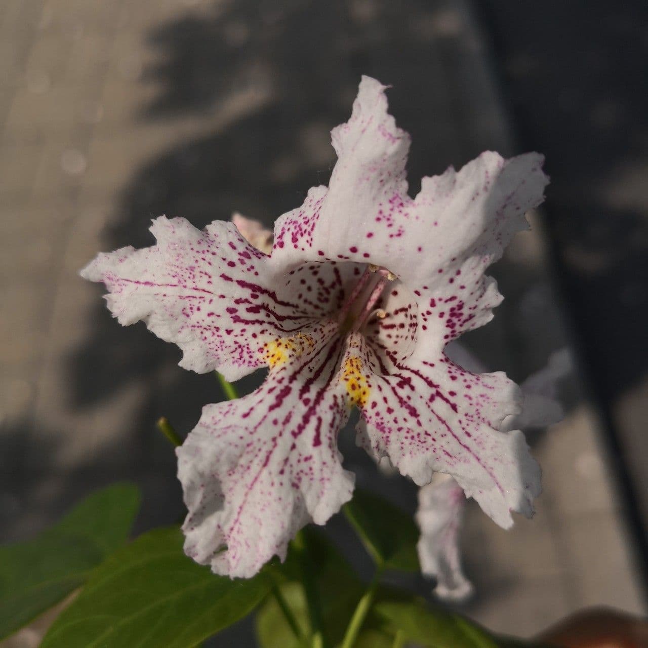 Catalpa di Bunge 2