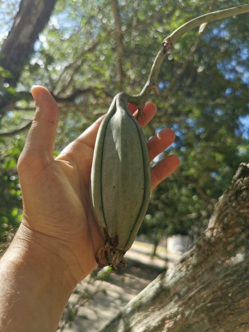 Catasetum