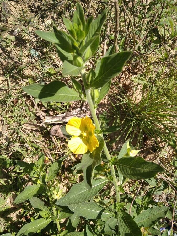 Peruvian primrose-willow 5