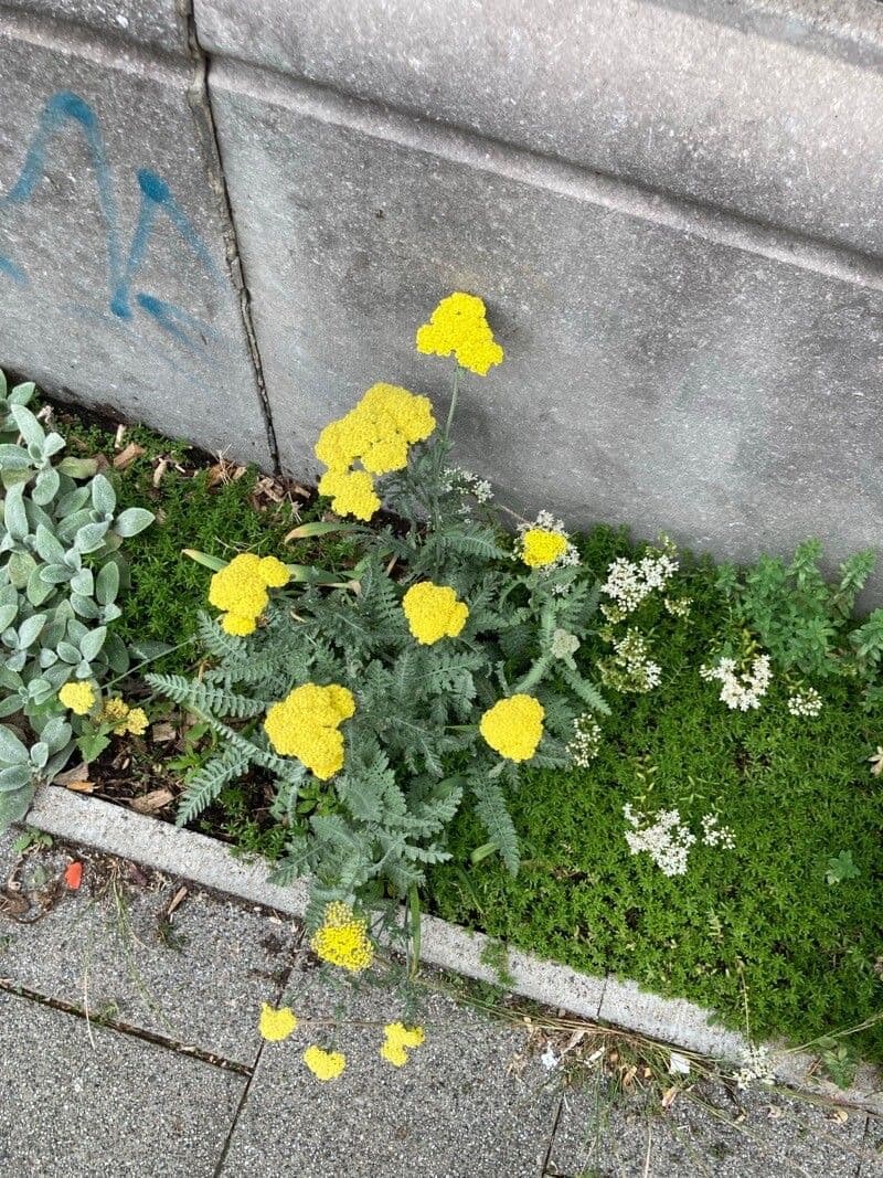 Achillea scutellata 4