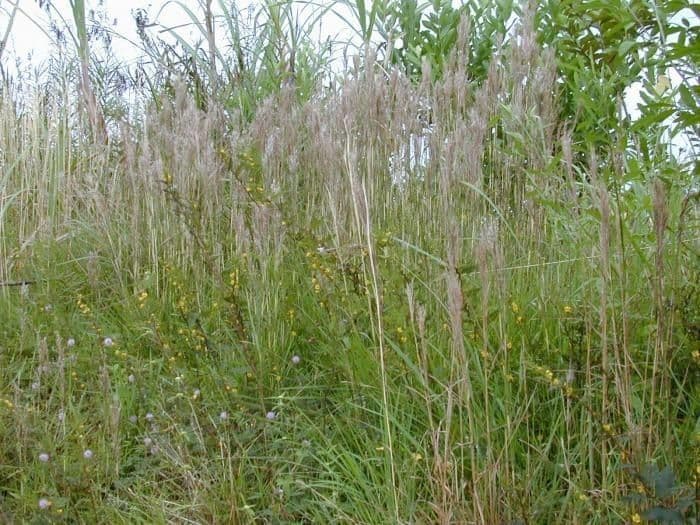 Schizachyrium condensatum 2