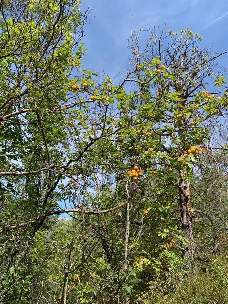 Susino brigantino 10