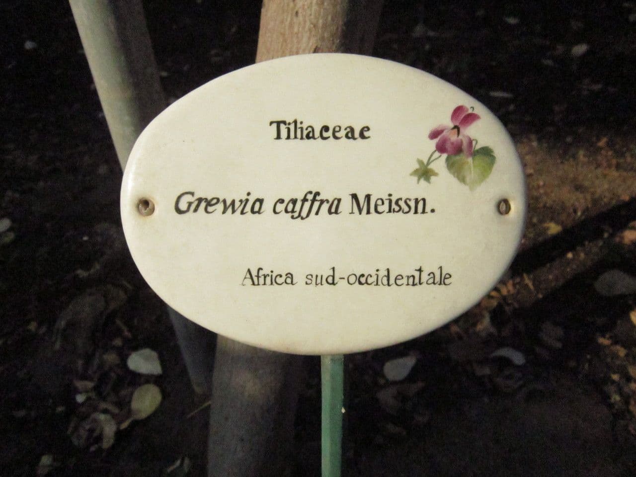Grewia caffra 5