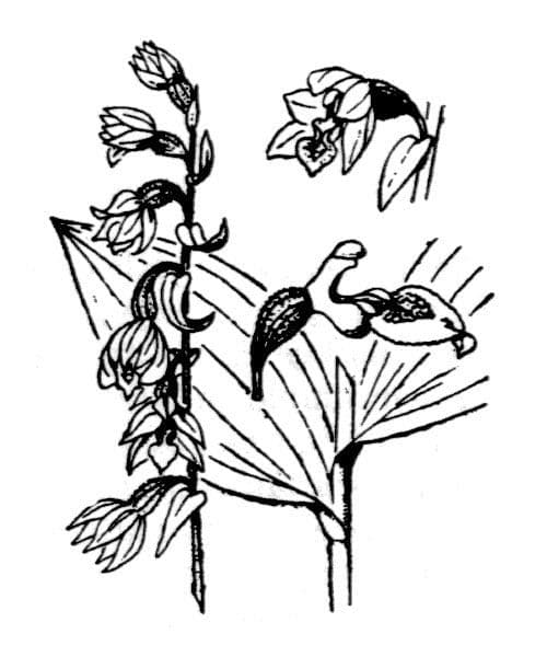 Elleborine violacea 26