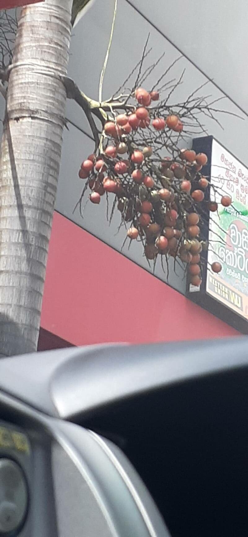 Fuchsschwanzpalme 2