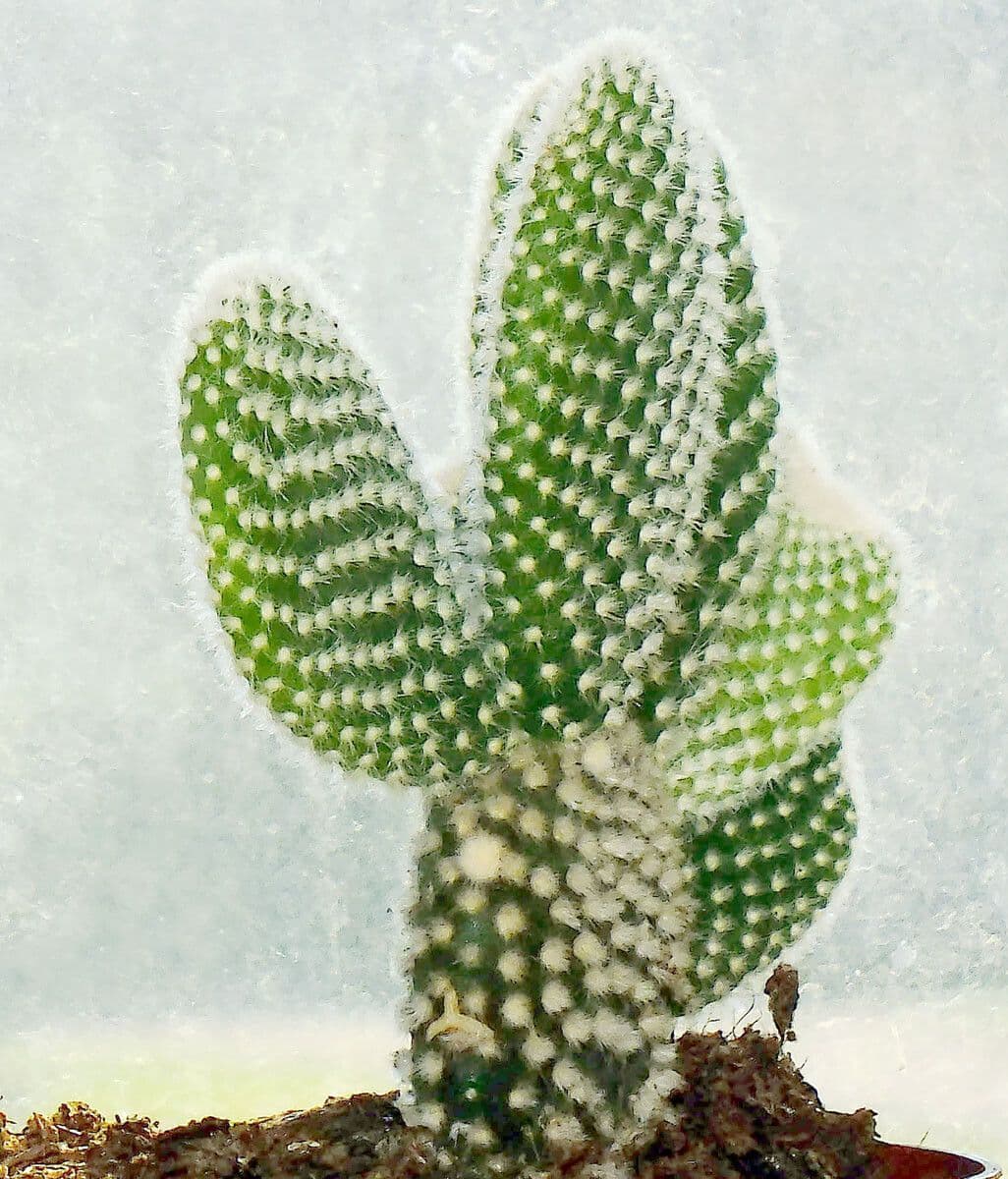 Nopal 11