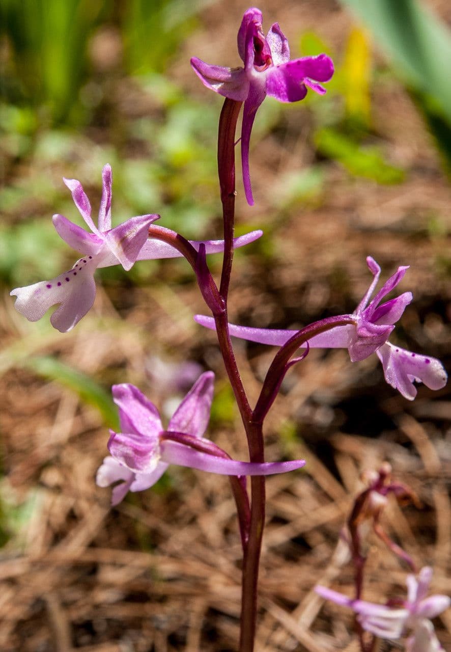 Orchis 2