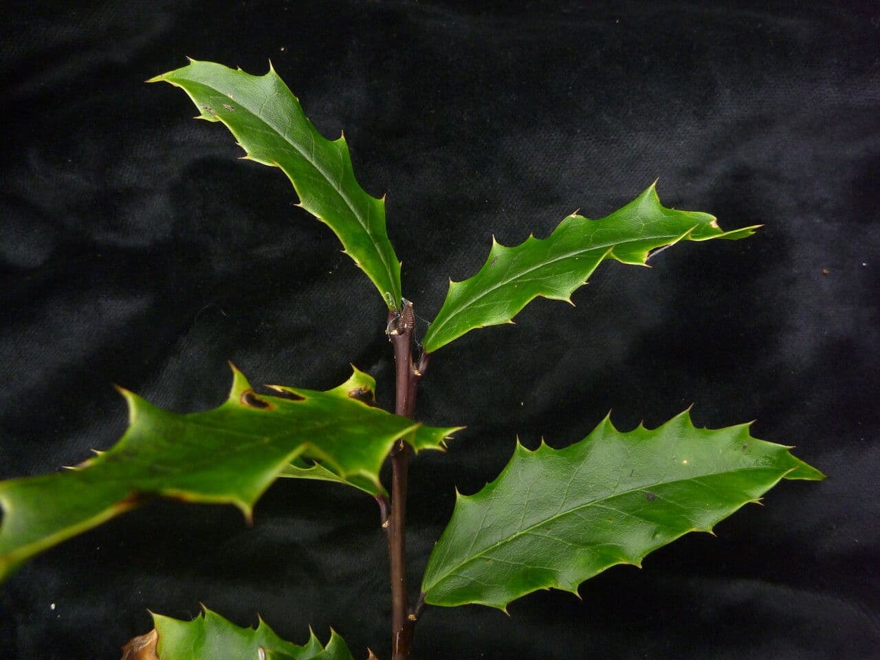 Ilex 7