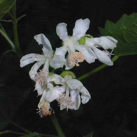 Napaea dioica 3
