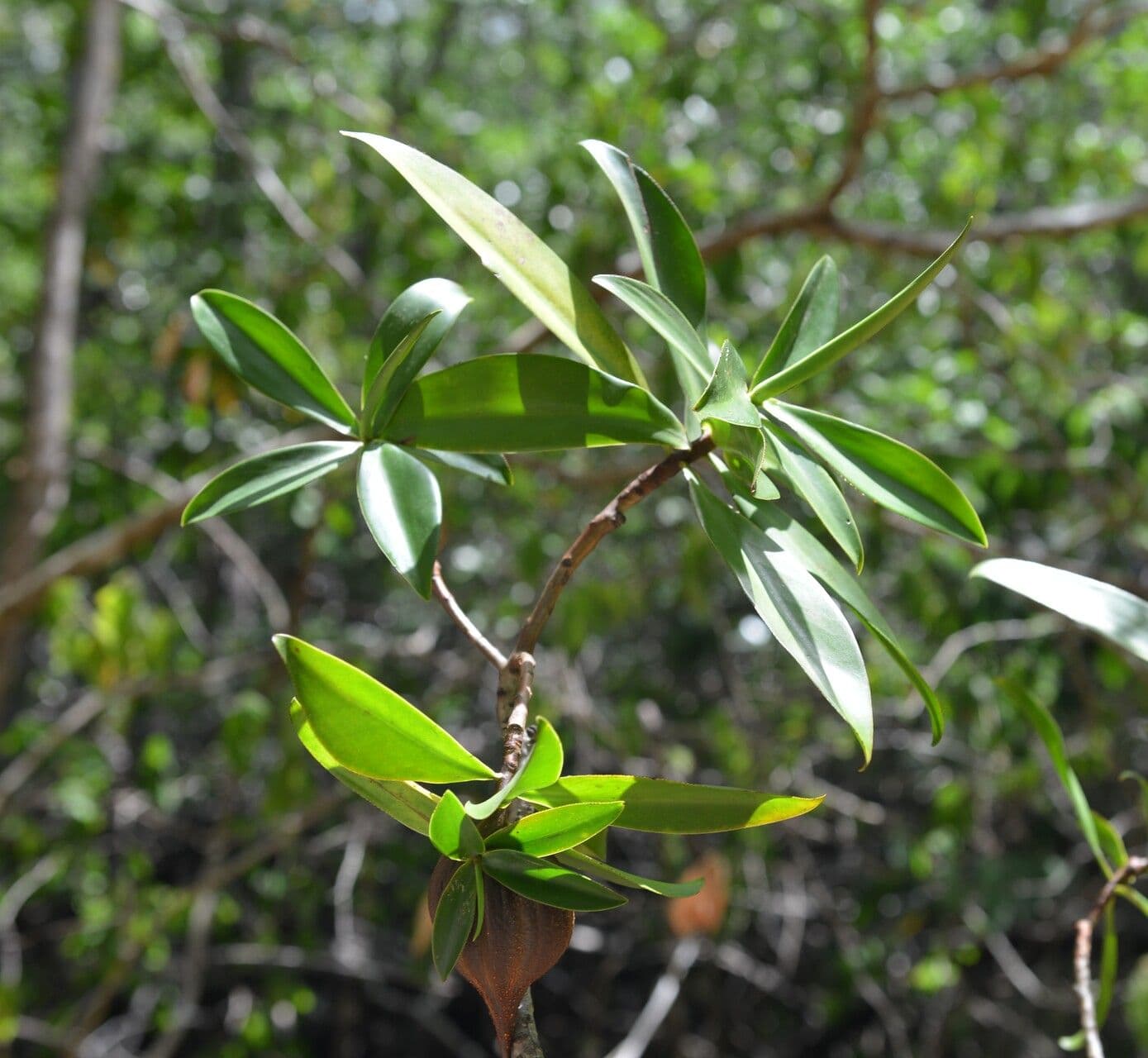 Pelliciera 5