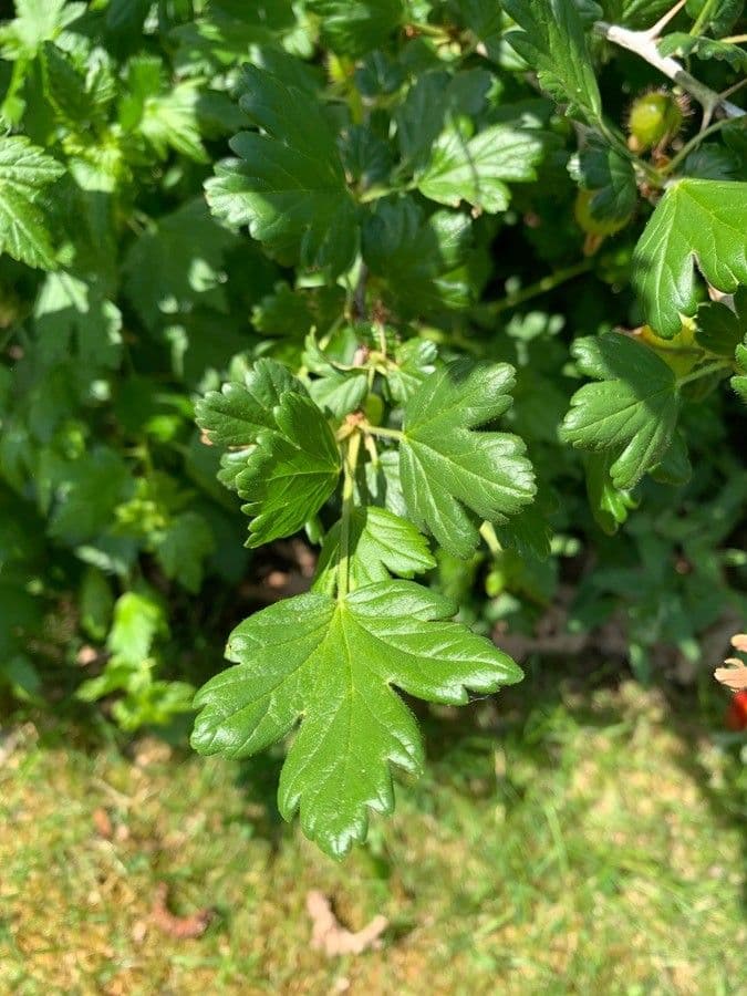 Fuchsiöse johannisbeere 19
